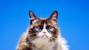Grumpy Cat, la chatte la plus célèbre d'Internet, est décédée.